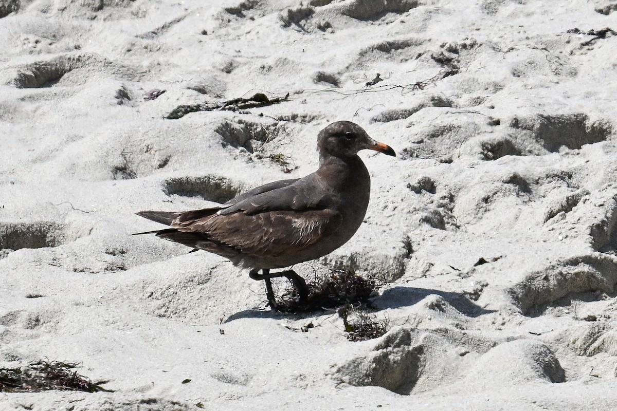 Heermann's Gull - ML619345023