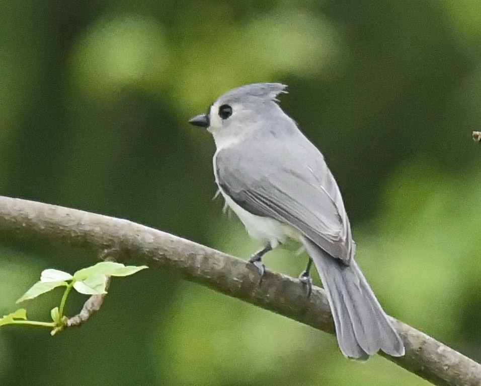 Tufted Titmouse - Barb and Lynn