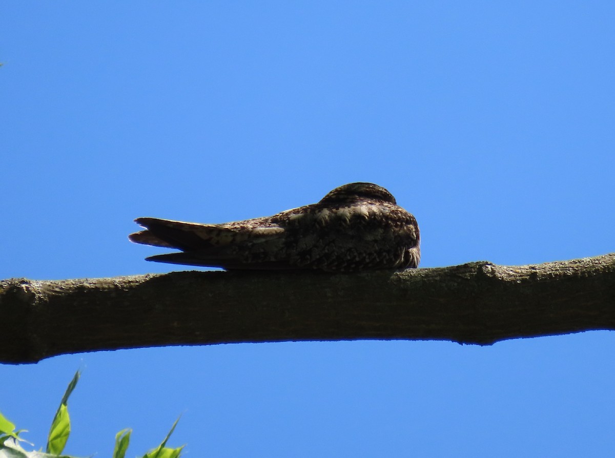 Eastern Whip-poor-will - T. Mathewson