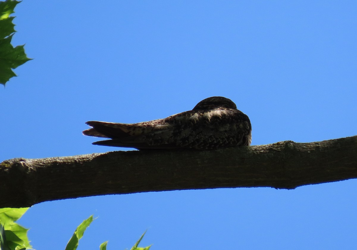 Eastern Whip-poor-will - T. Mathewson