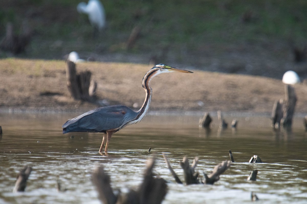 Purple Heron - ML619345034