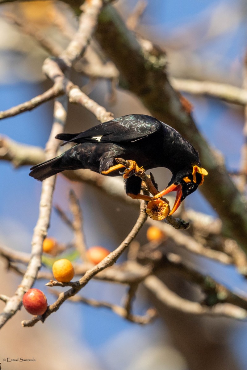 Southern Hill Myna - Esmail Samiwala