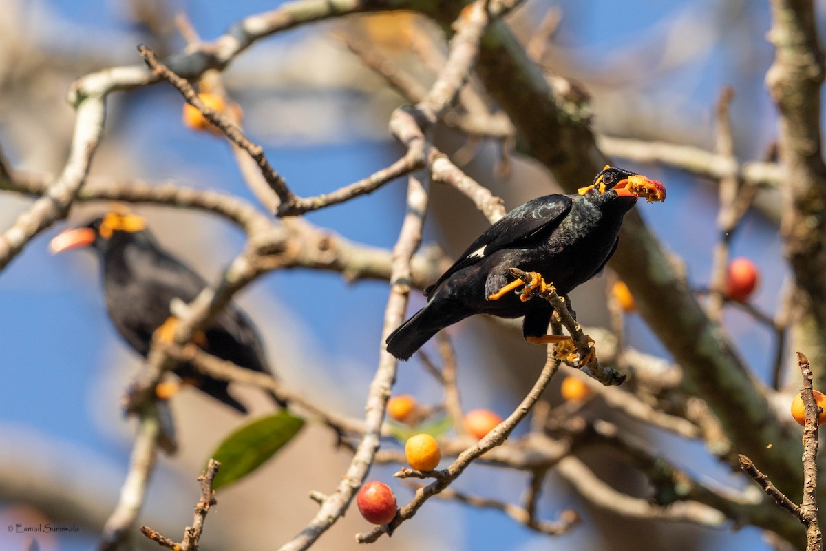 Southern Hill Myna - Esmail Samiwala