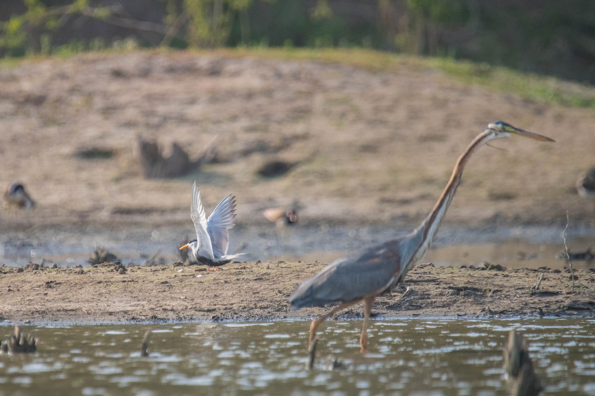 Purple Heron - ML619345038