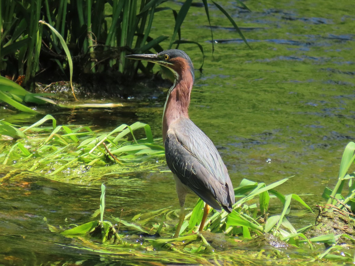 Green Heron - ML619345044