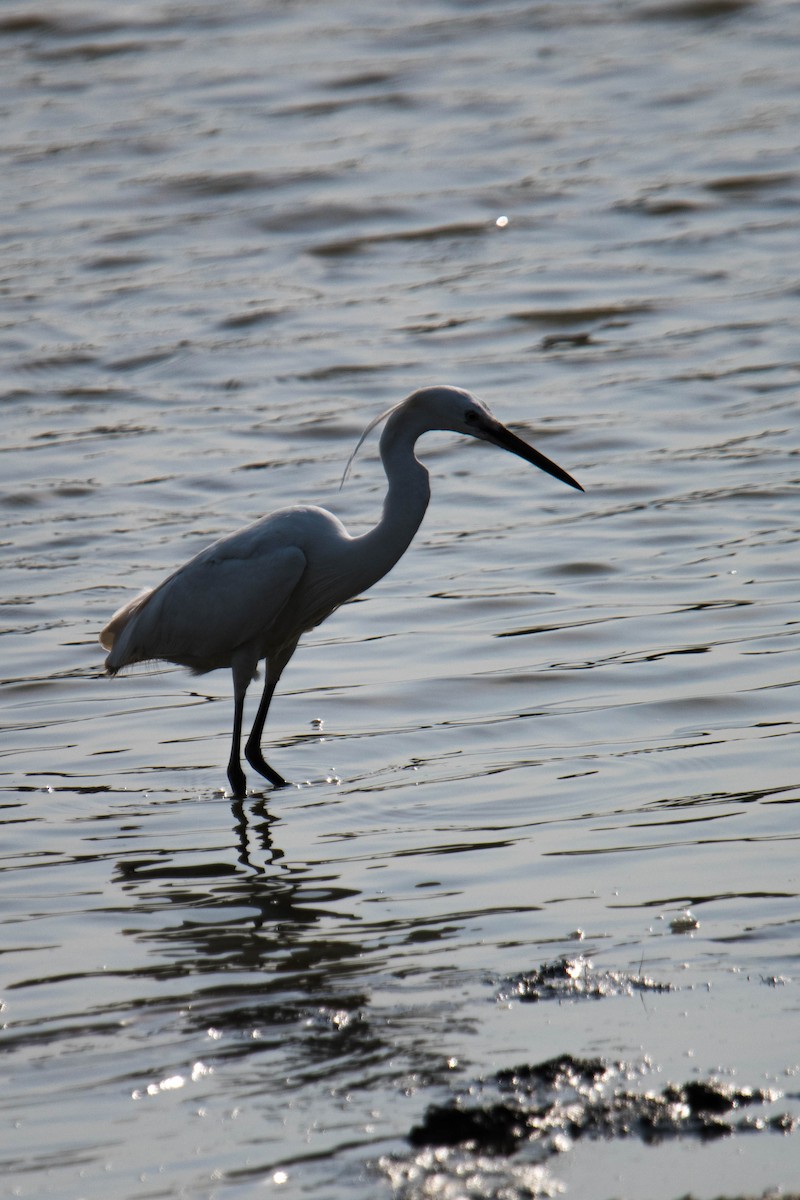 Western Reef-Heron - ML619345051