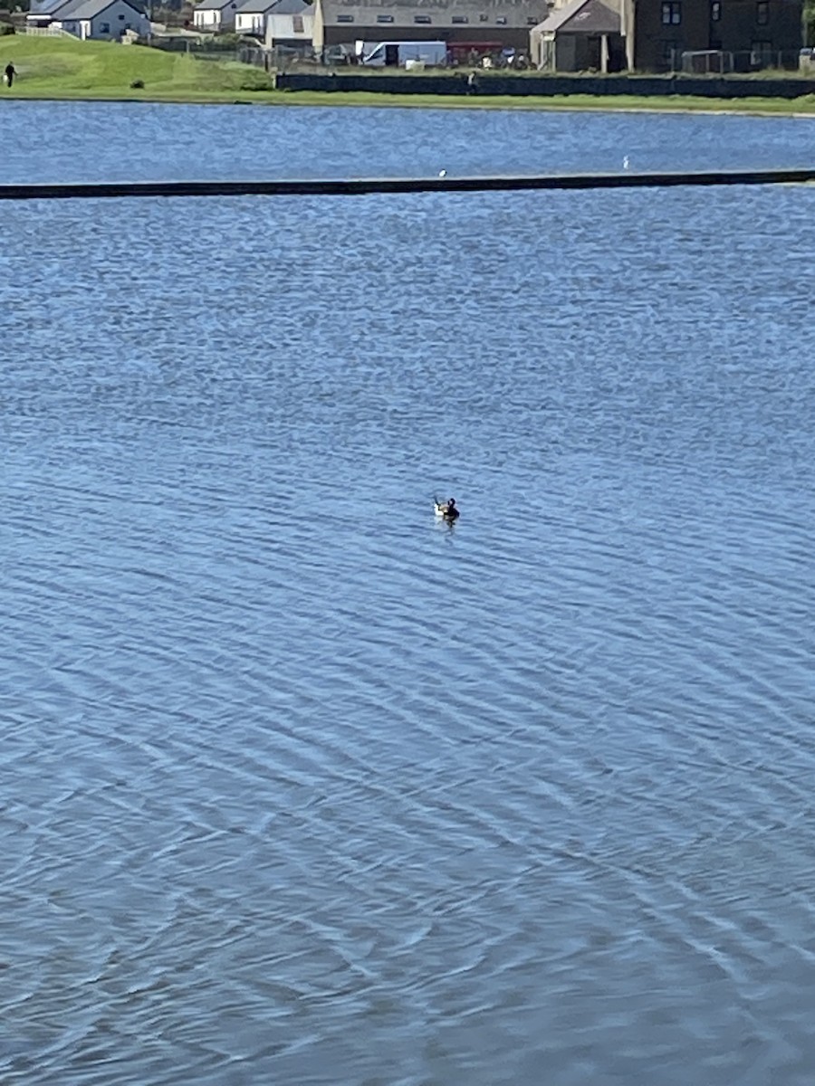 Long-tailed Duck - ML619345060