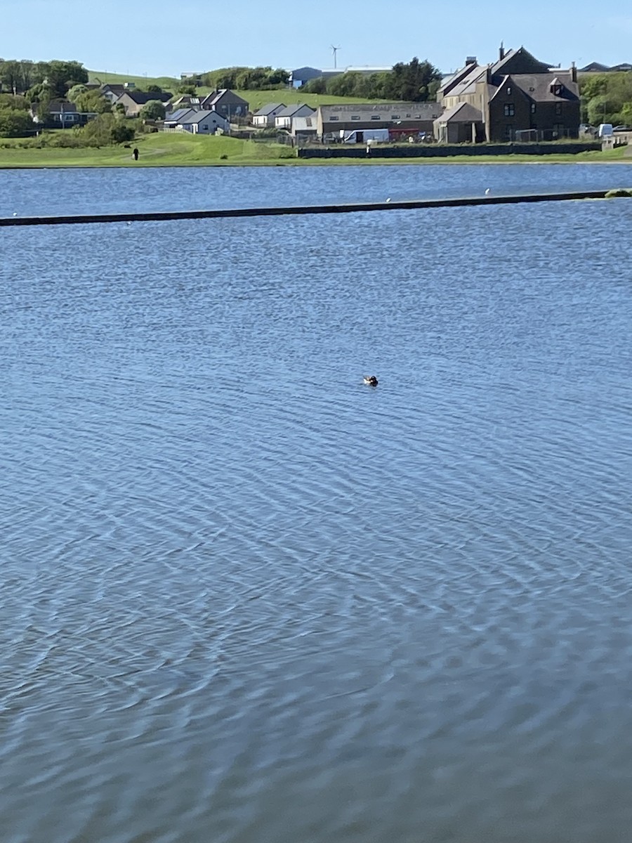 Long-tailed Duck - ML619345061