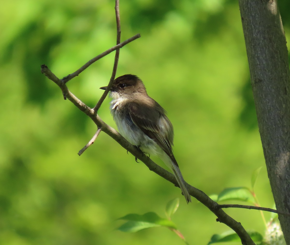 Eastern Phoebe - T. Mathewson