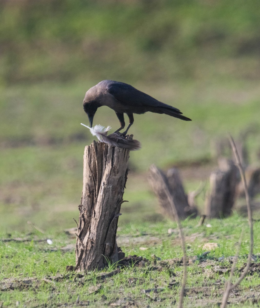 House Crow - ML619345070