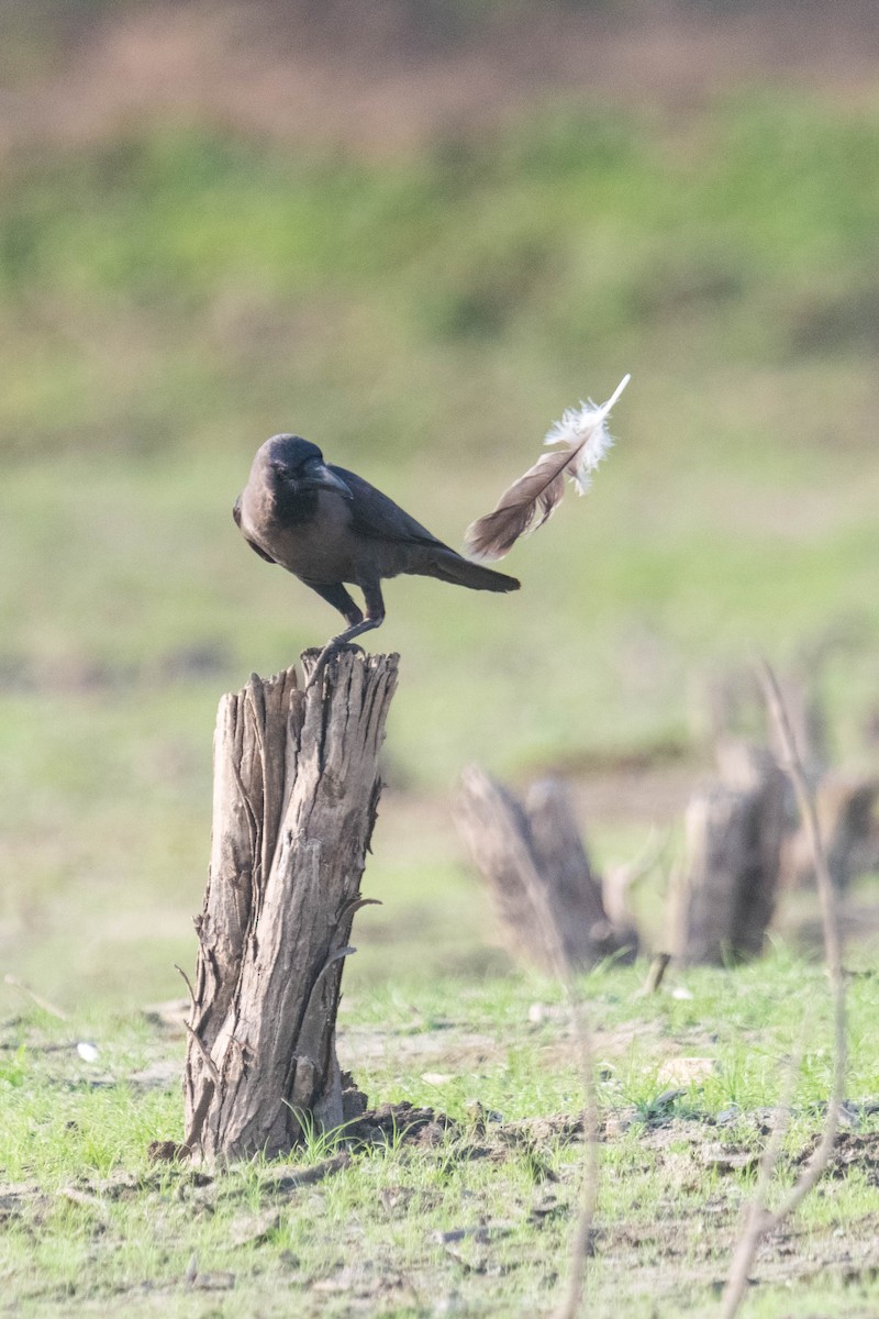 House Crow - ML619345071