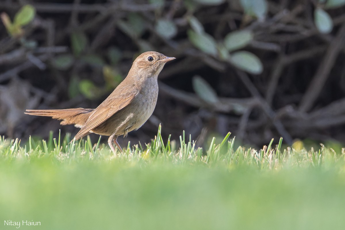 Thrush Nightingale - nitay haiun