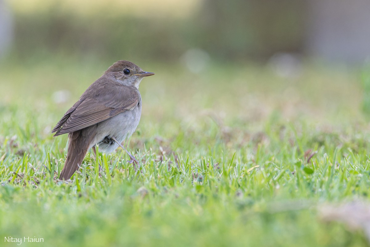 Thrush Nightingale - nitay haiun