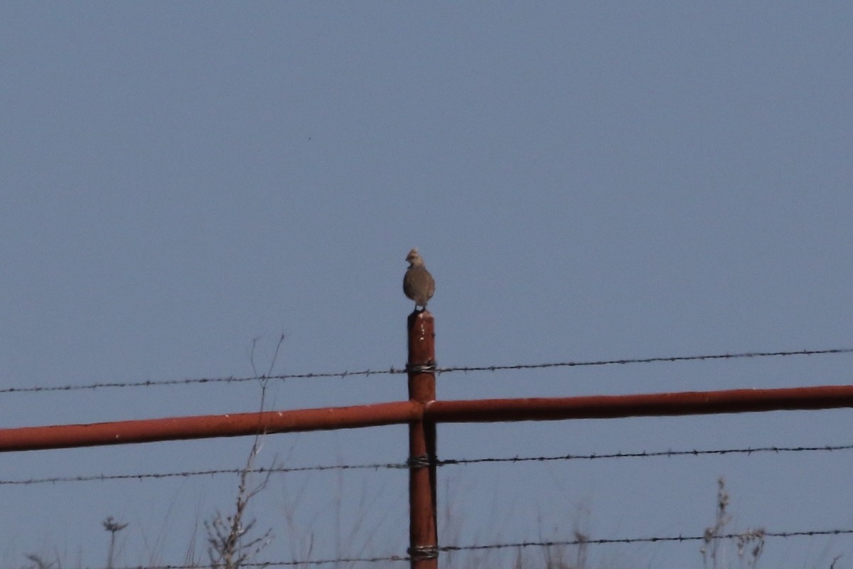 Scaled Quail - ML619345087