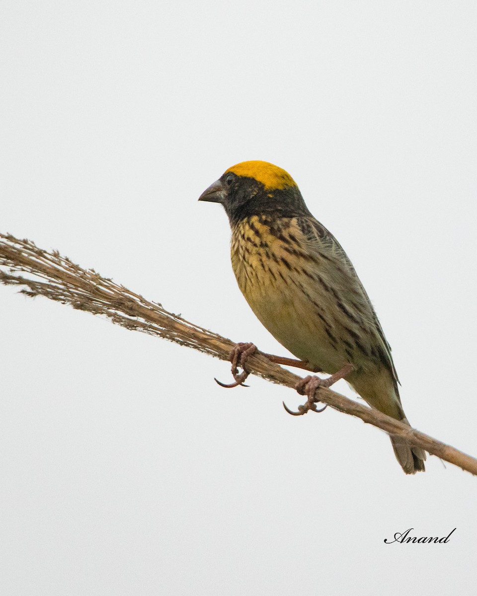 Streaked Weaver - Anand Singh