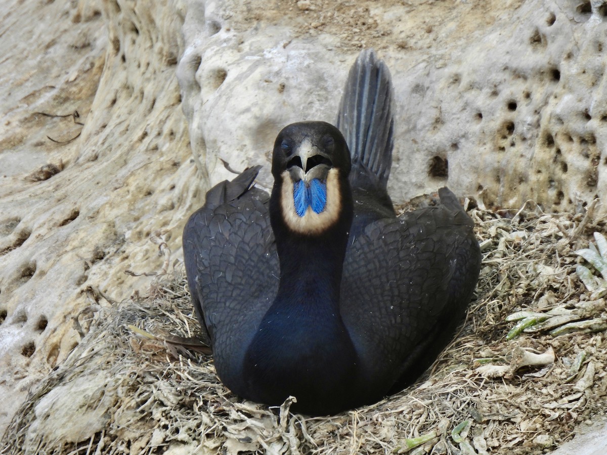 Brandt's Cormorant - Dana Cox