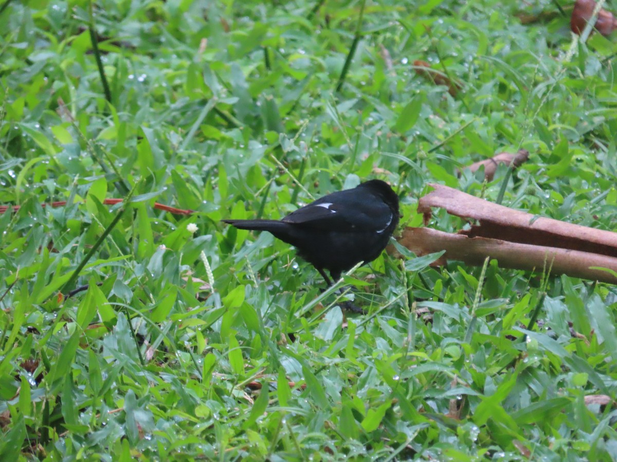 Variable Seedeater - Randy Lynch