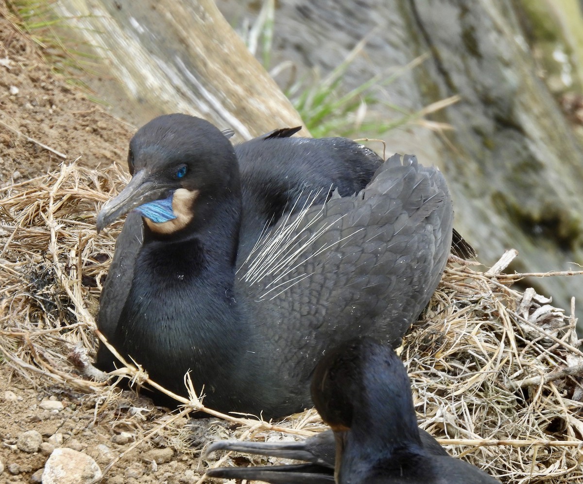 Brandt's Cormorant - Dana Cox