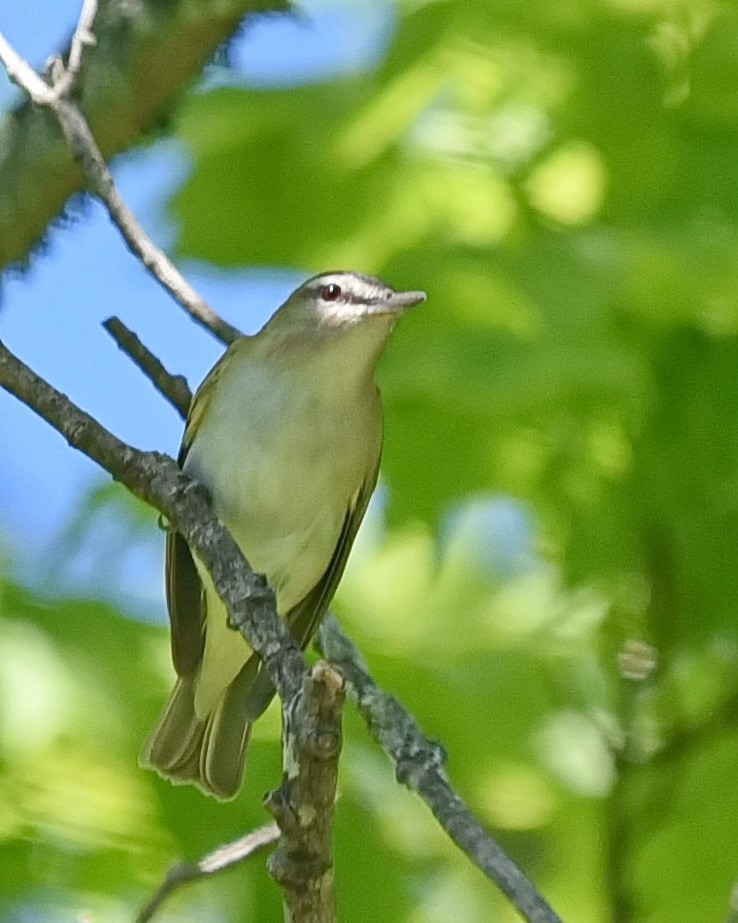 Red-eyed Vireo - Barb and Lynn