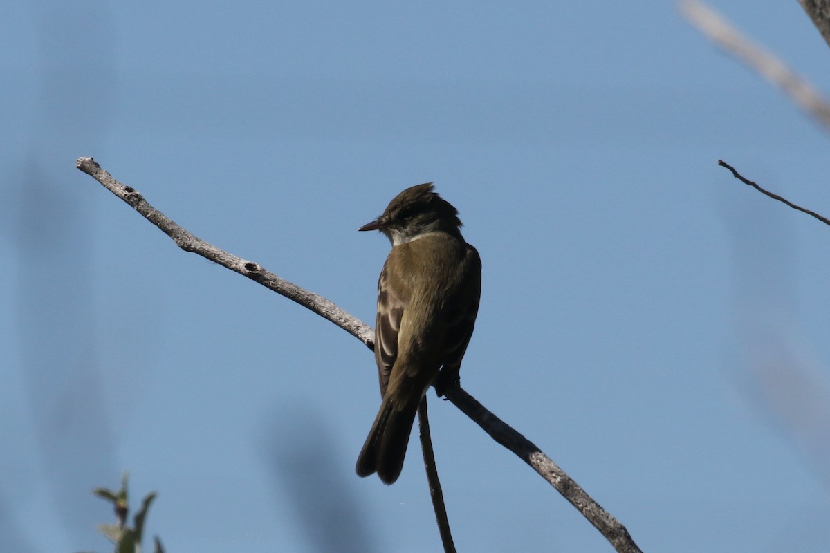 Willow Flycatcher - ML619345139