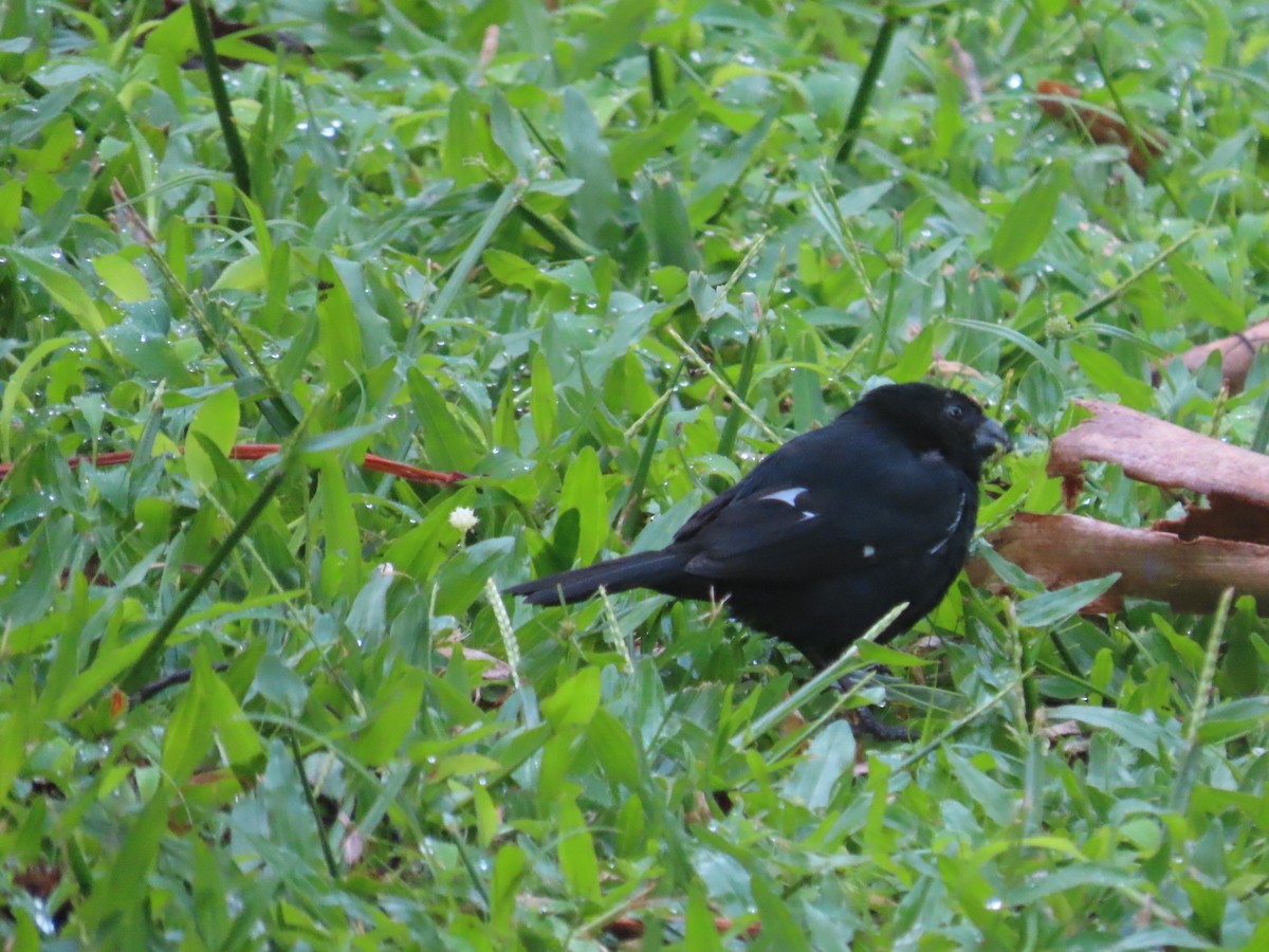 Variable Seedeater - Randy Lynch