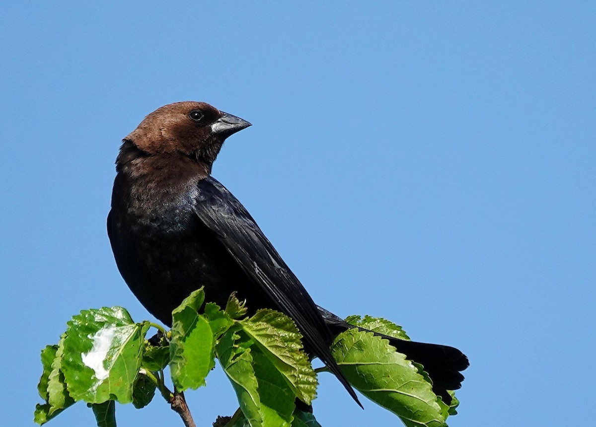 Brown-headed Cowbird - ML619345154