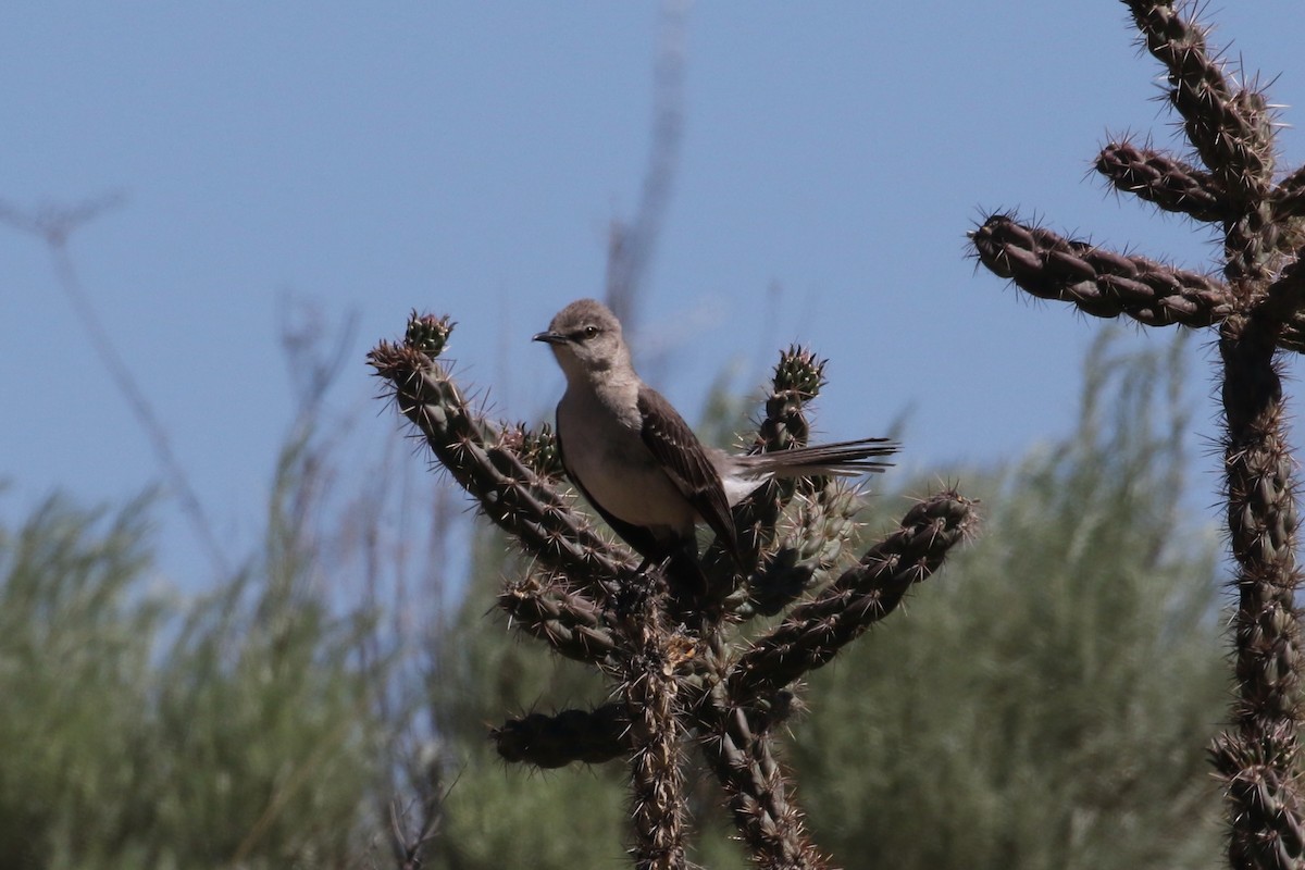 Northern Mockingbird - ML619345160