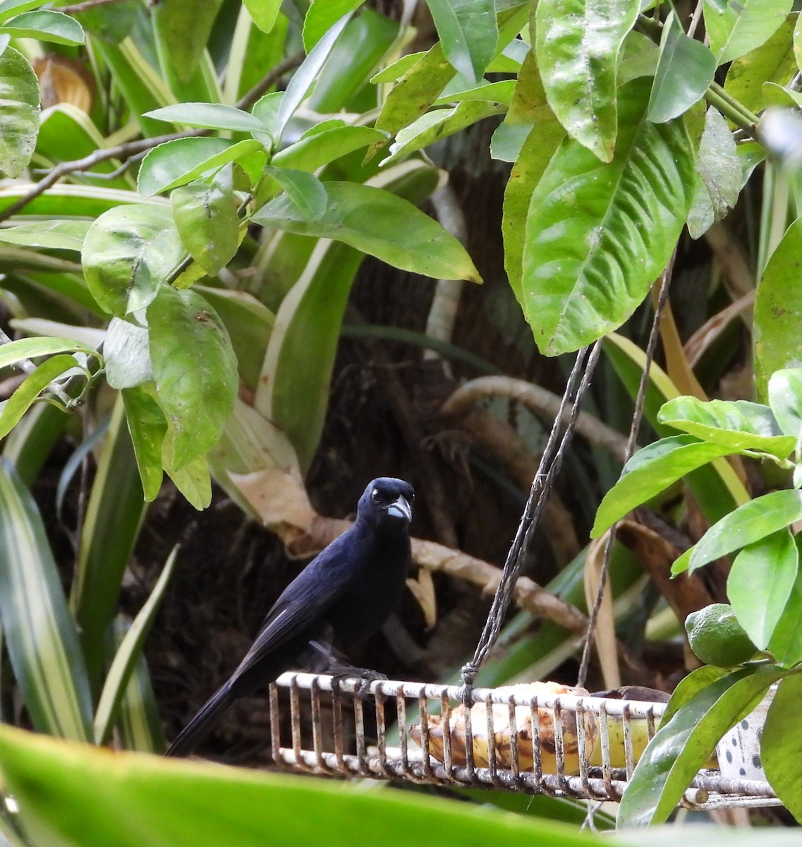 White-lined Tanager - Manuel Pérez R.