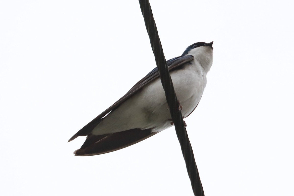 Tree Swallow - ML619345169