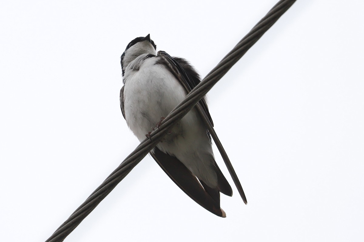 Tree Swallow - ML619345170