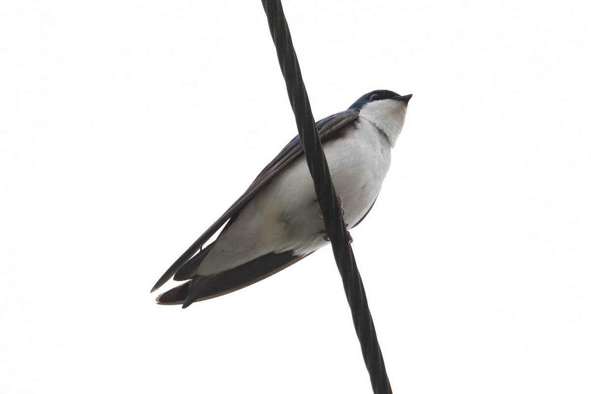 Tree Swallow - ML619345171