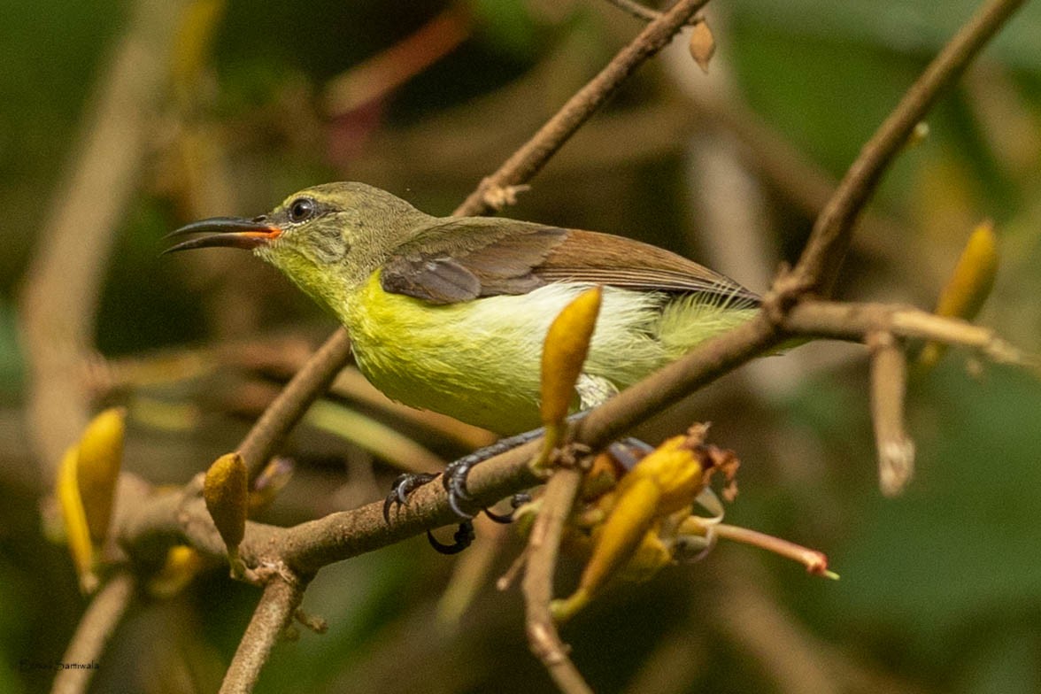 Purple-rumped Sunbird - Esmail Samiwala