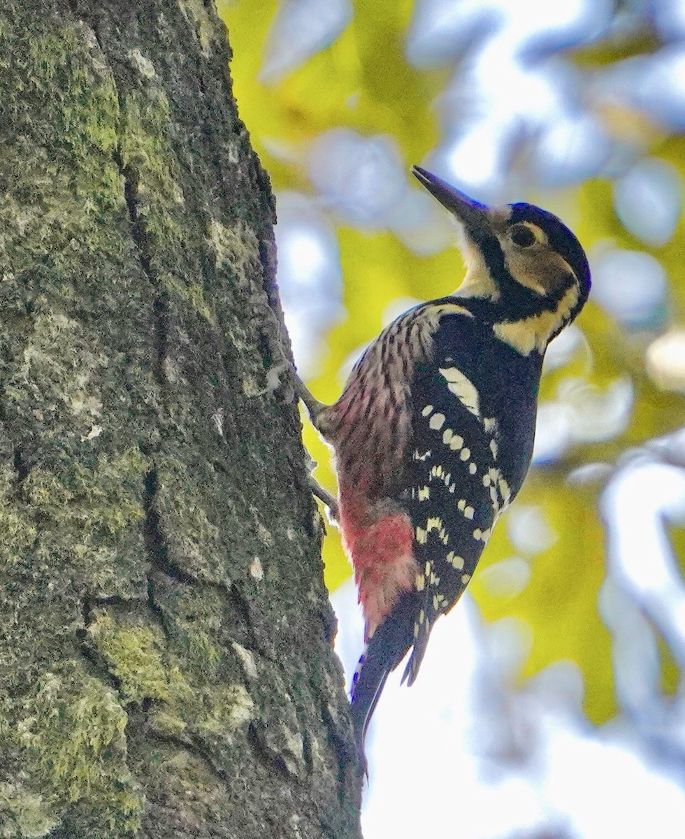 White-backed Woodpecker - Cliff Halverson