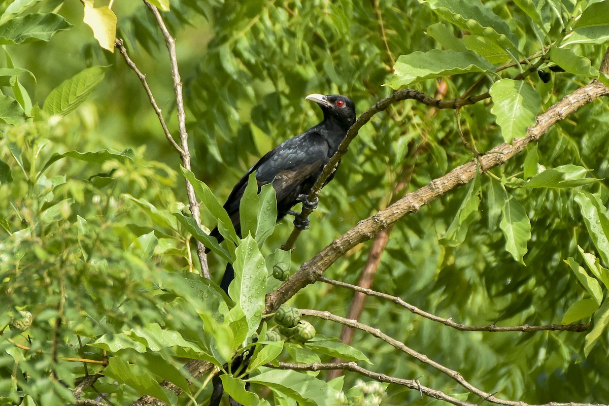 Asian Koel - Sabarish  D