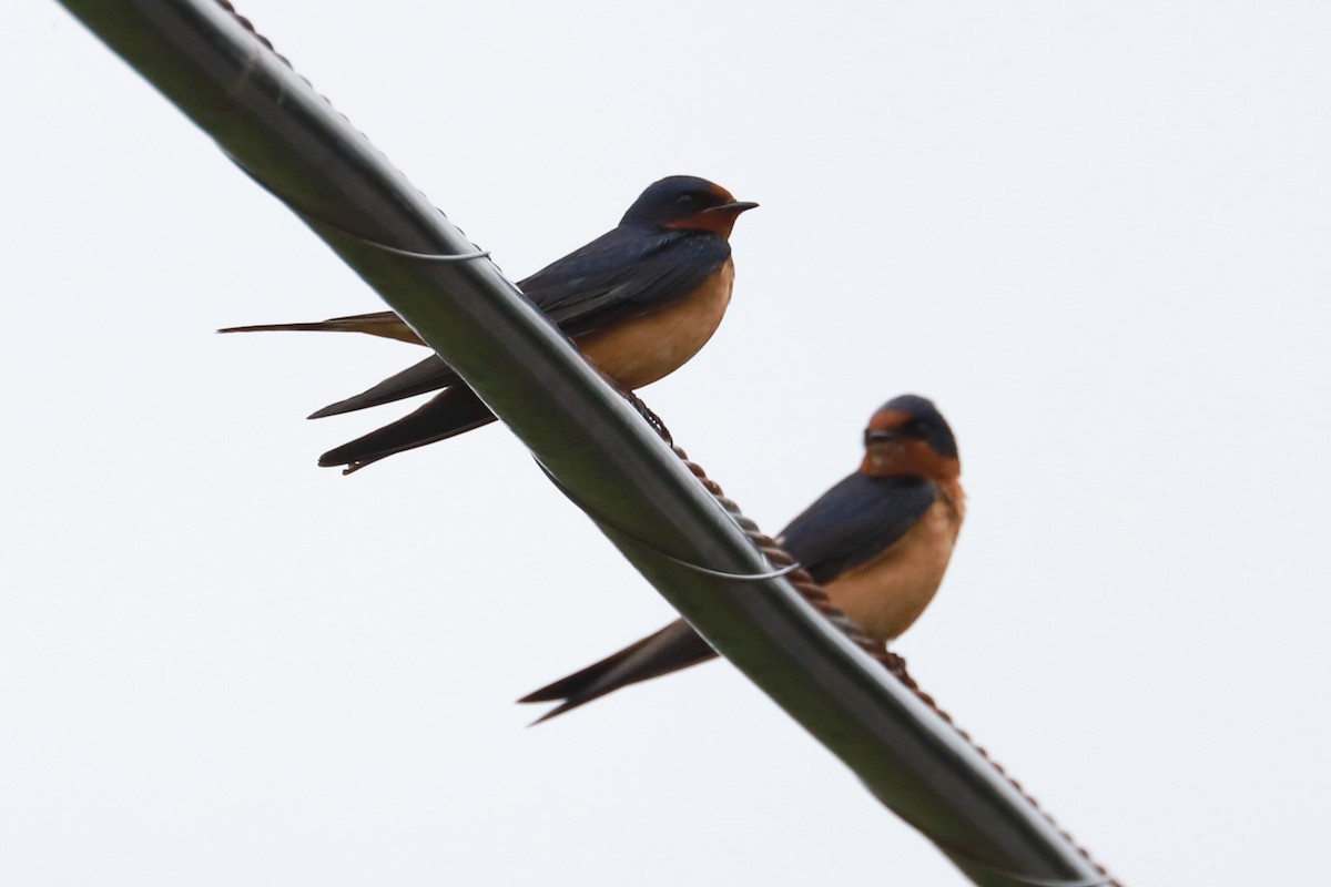 Barn Swallow - ML619345181