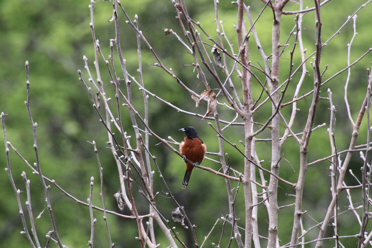 Orchard Oriole - ML619345186