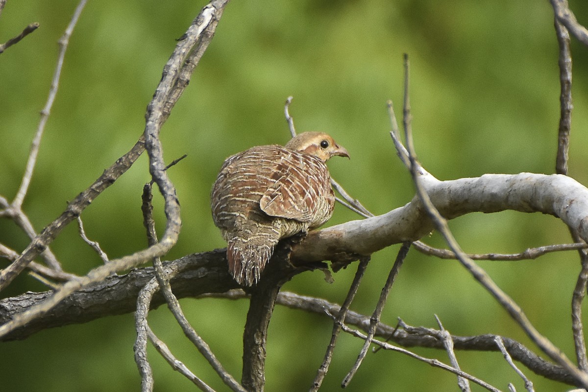 Gray Francolin - ML619345188