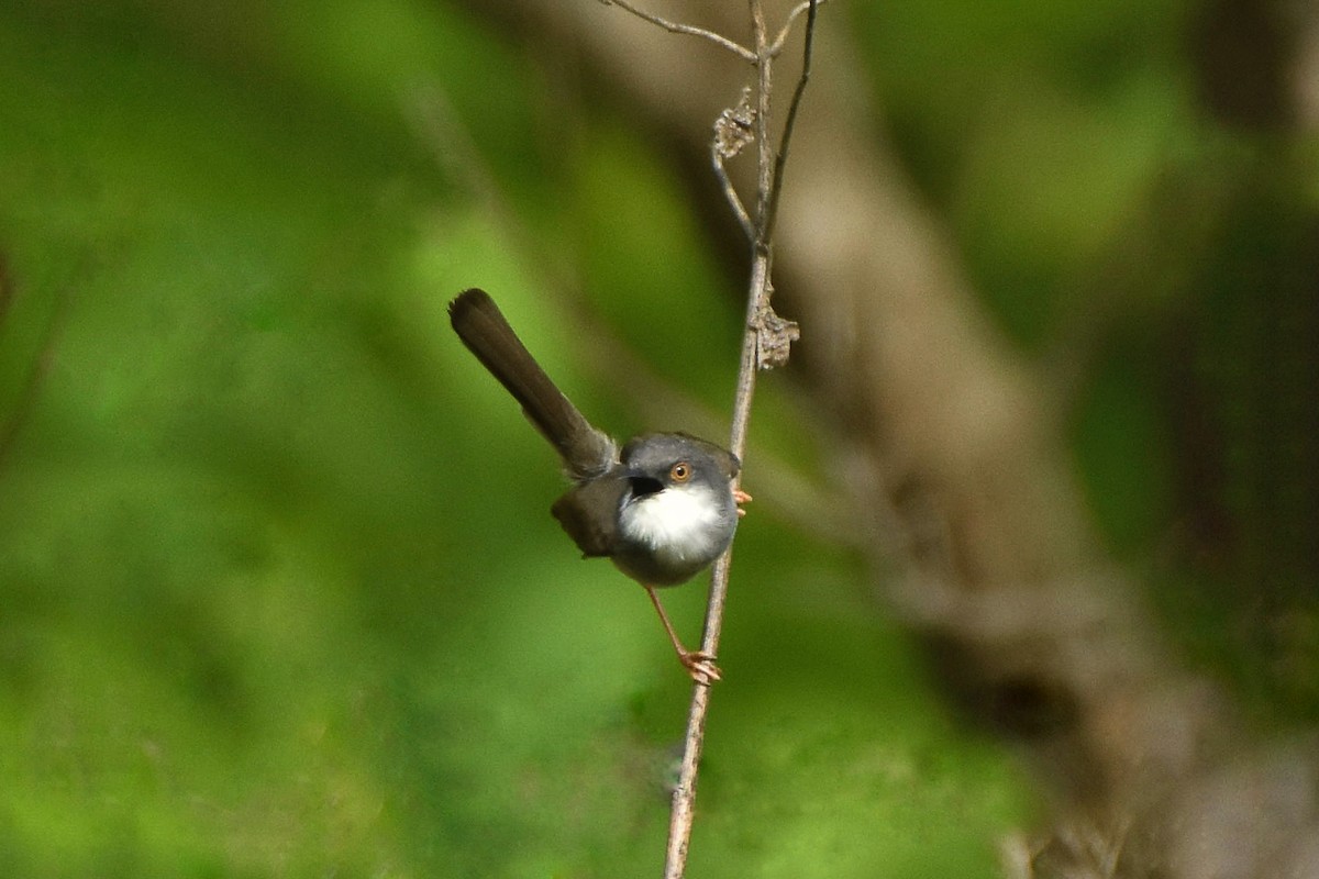 Gray-breasted Prinia - Sabarish  D