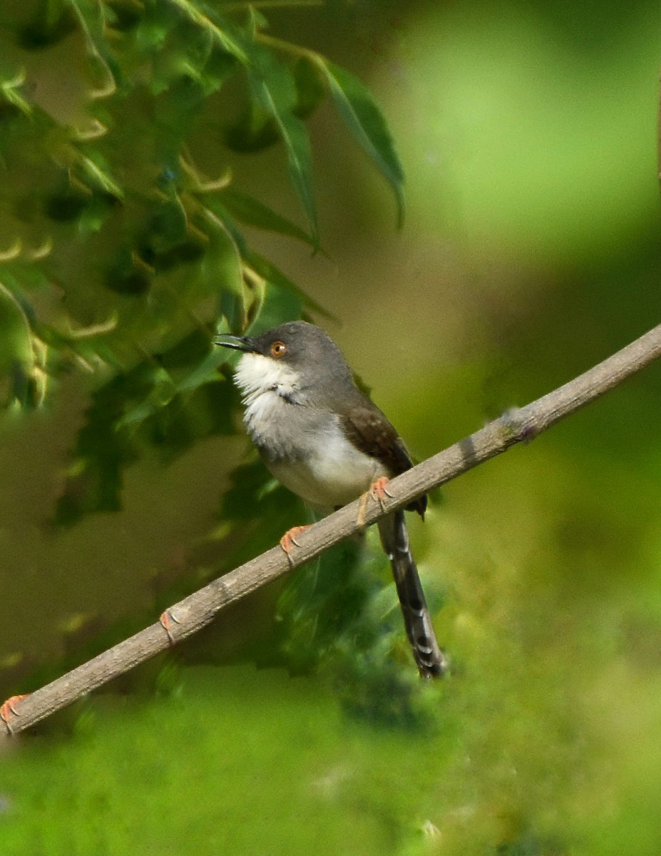 gråbrystprinia - ML619345210