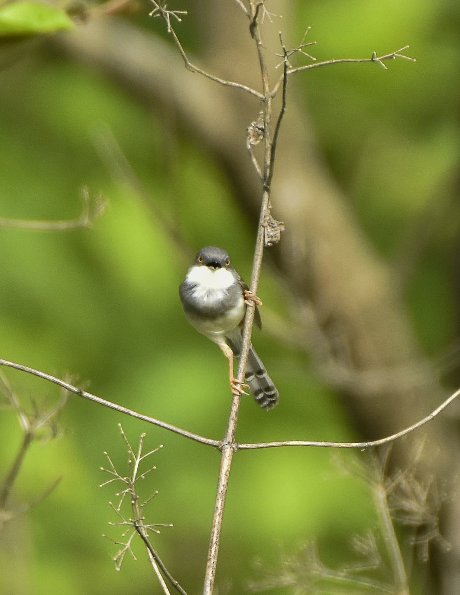 gråbrystprinia - ML619345211