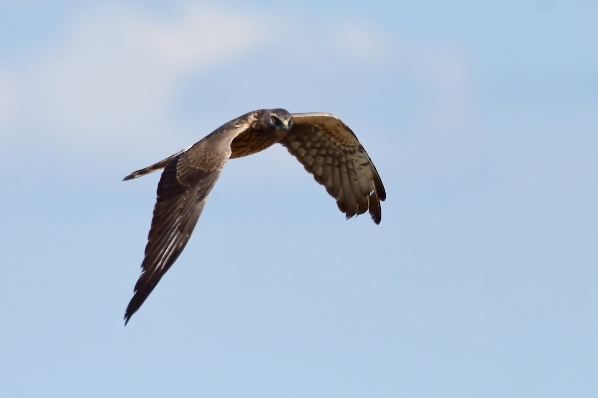 Montagu's Harrier - Igor Długosz