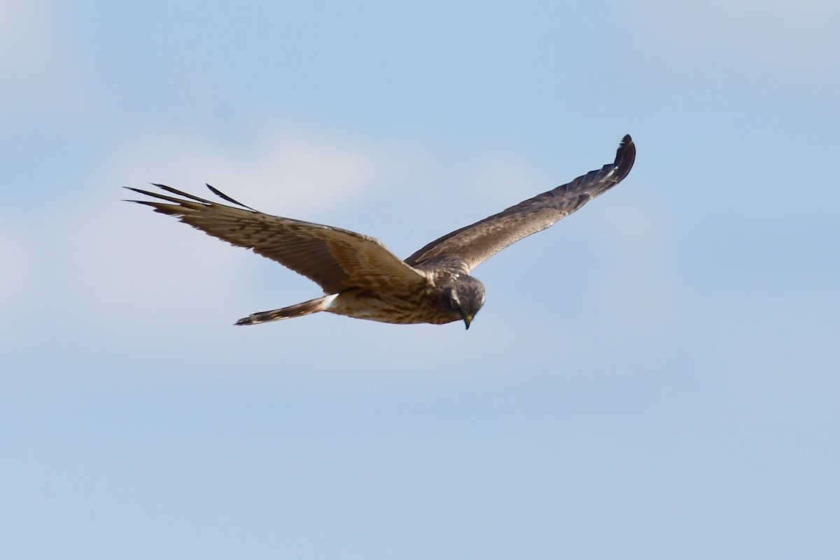 Montagu's Harrier - Igor Długosz