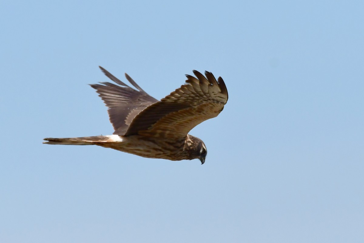 Montagu's Harrier - Igor Długosz