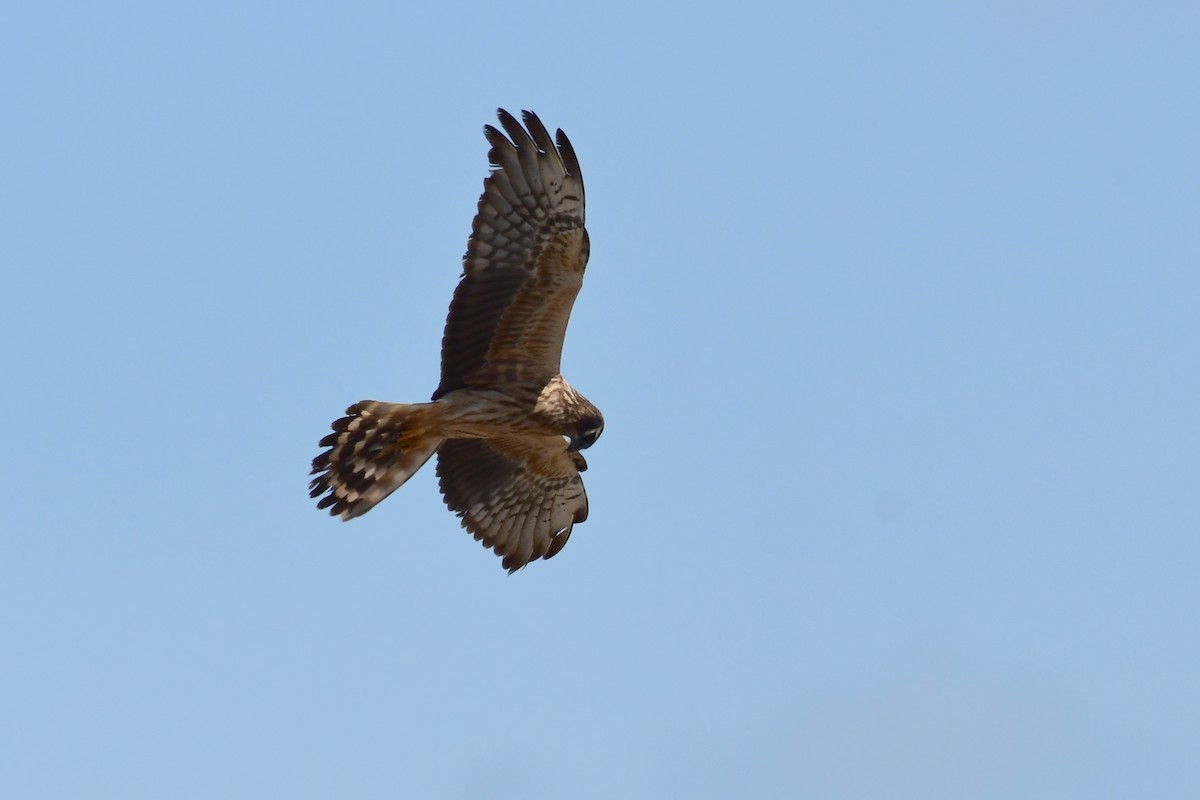 Montagu's Harrier - Igor Długosz