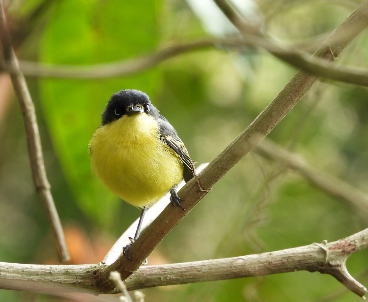 Common Tody-Flycatcher - Manuel Pérez R.