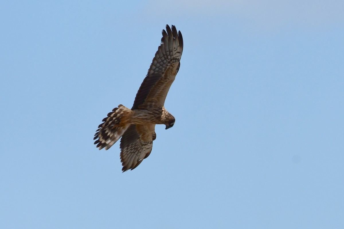 Montagu's Harrier - Igor Długosz