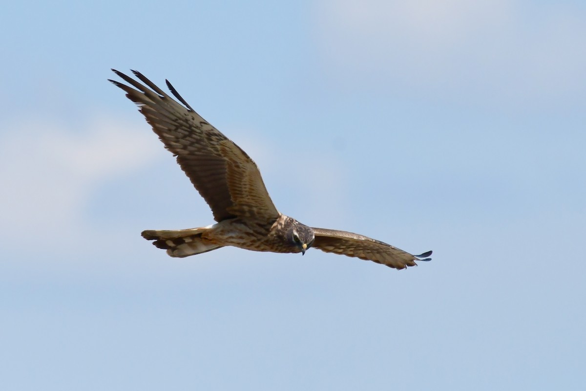 Montagu's Harrier - Igor Długosz