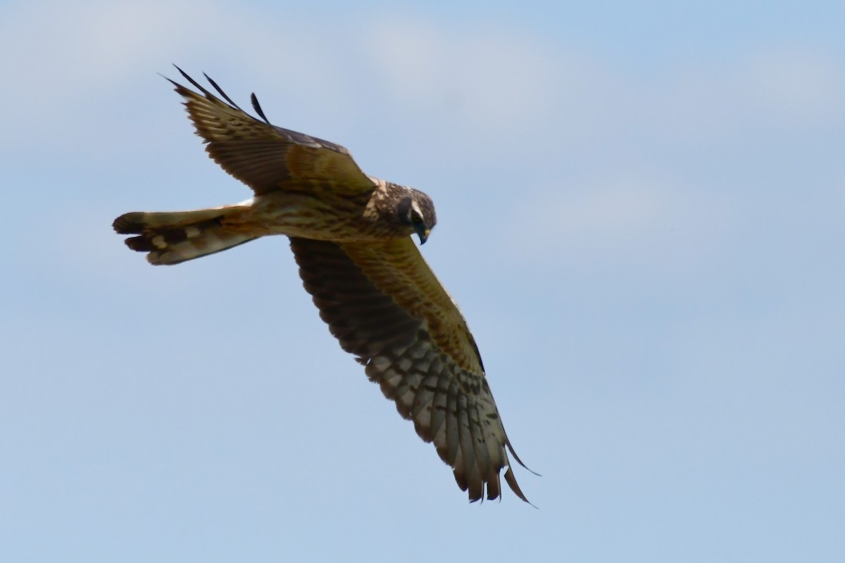 Montagu's Harrier - Igor Długosz