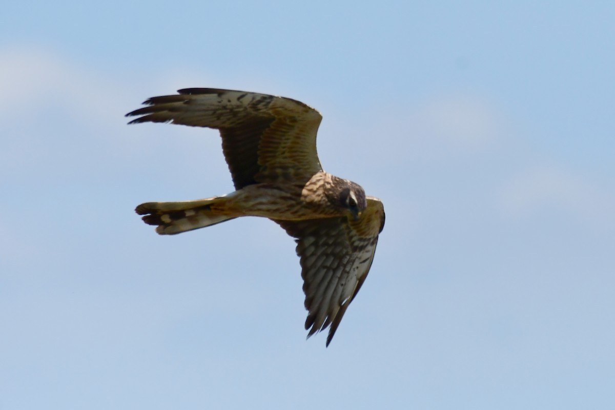 Montagu's Harrier - Igor Długosz