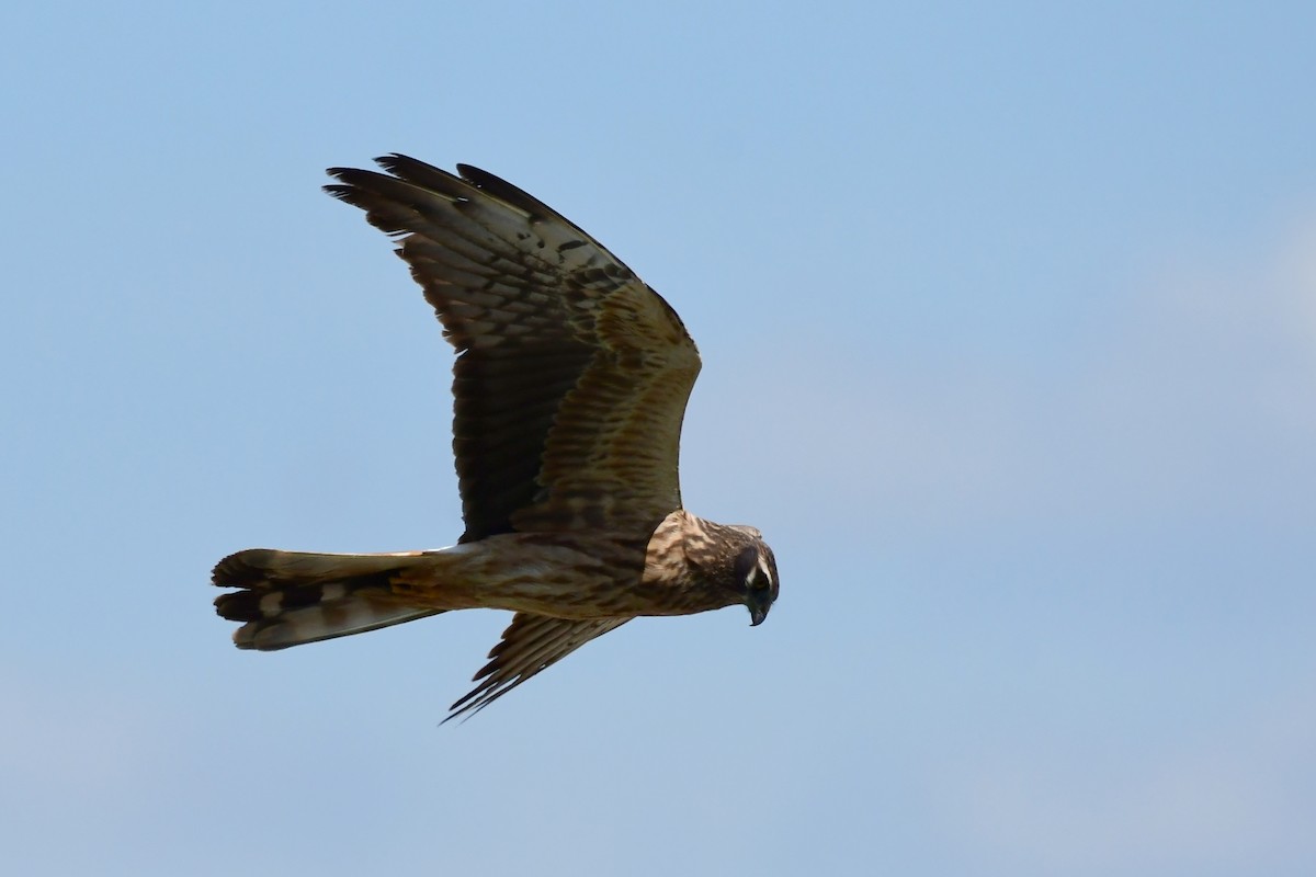 Montagu's Harrier - Igor Długosz